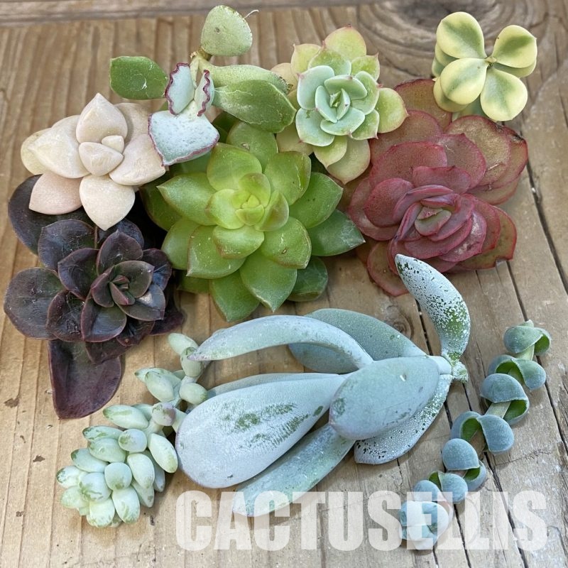 SH31513 Succulents mix, cuted