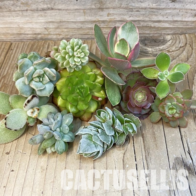 SH31514 Succulents mix, cuted