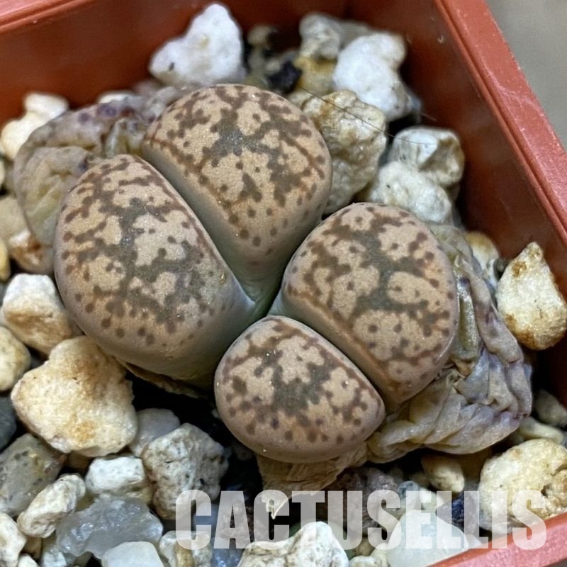 SH31449 Lithops gesineae