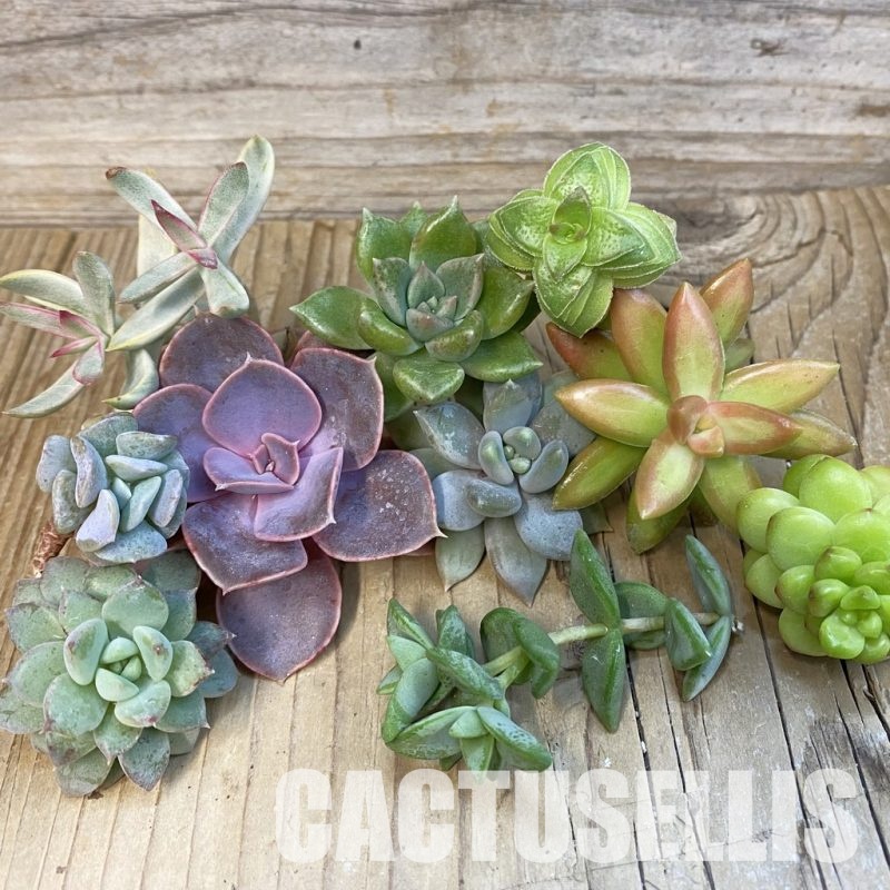 SH31515 Succulents mix, cuted