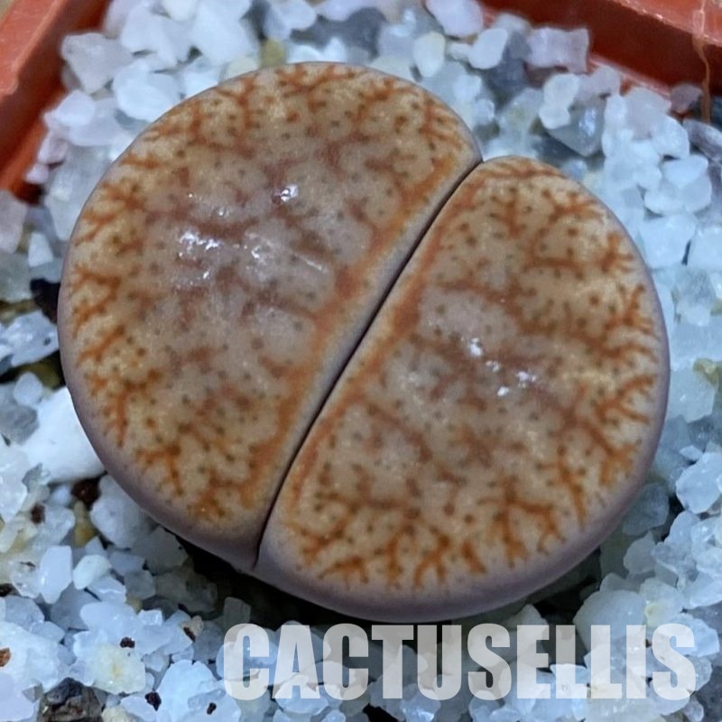 SH31450 Lithops pseudotruncatella