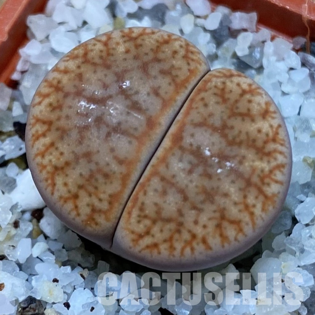 SH31450 Lithops pseudotruncatella
