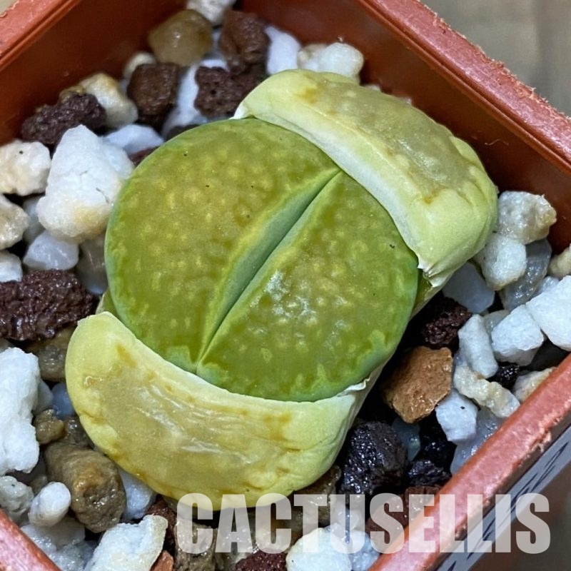 SH31452 Lithops hallii 'Green Soapstone'