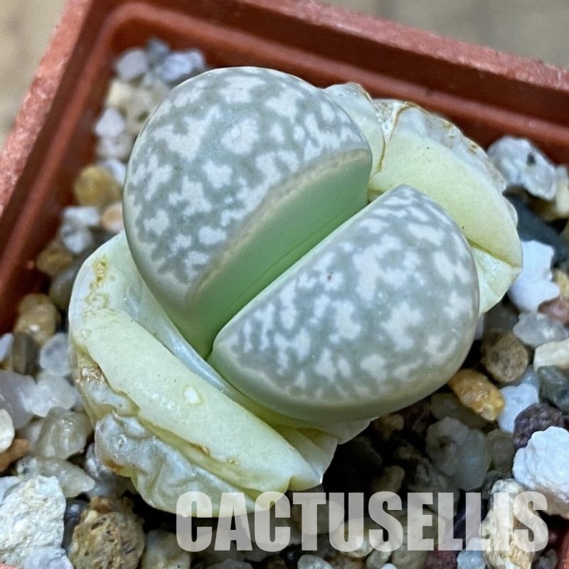 SH31453 Lithops marmorata v. elisae