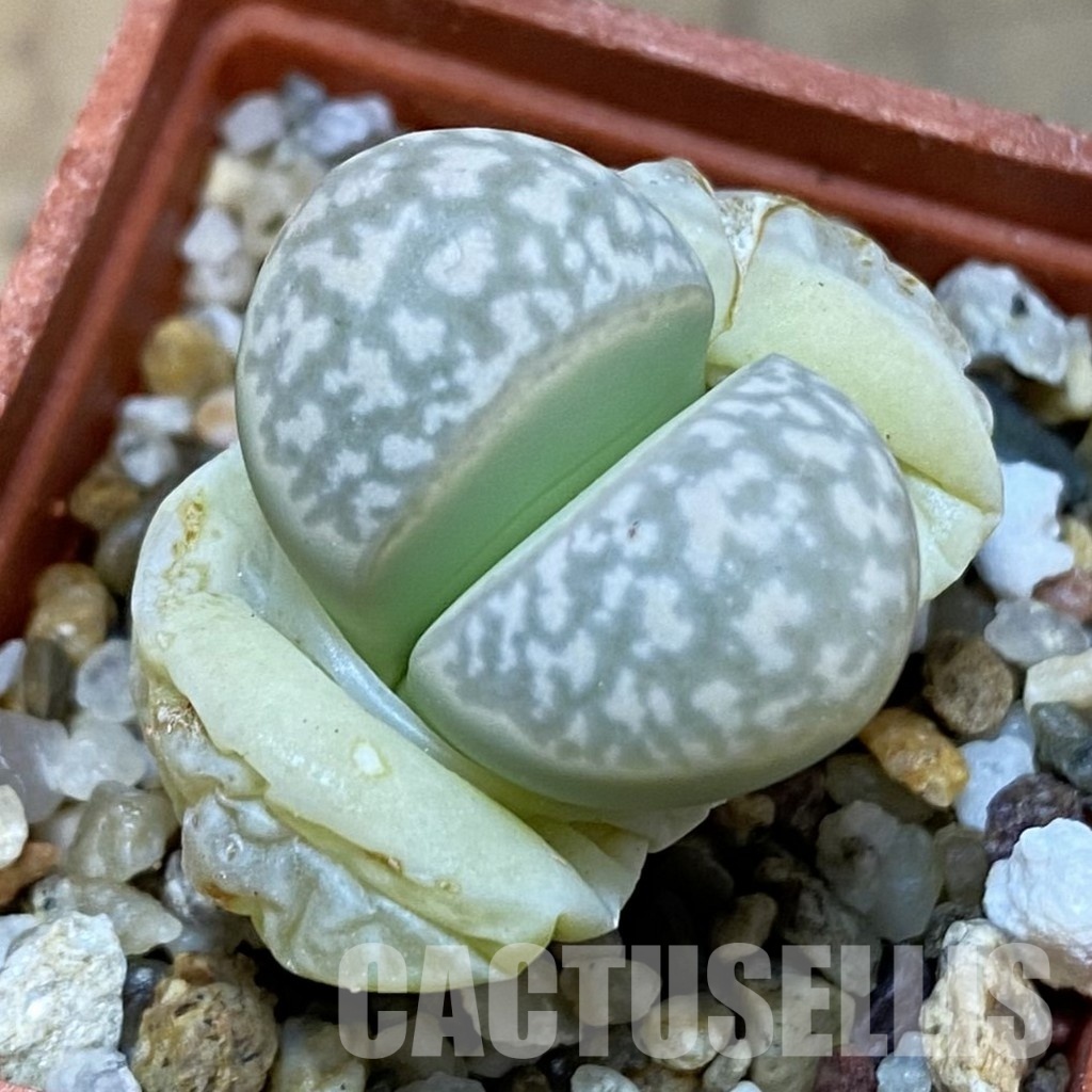 SH31453 Lithops marmorata v. elisae