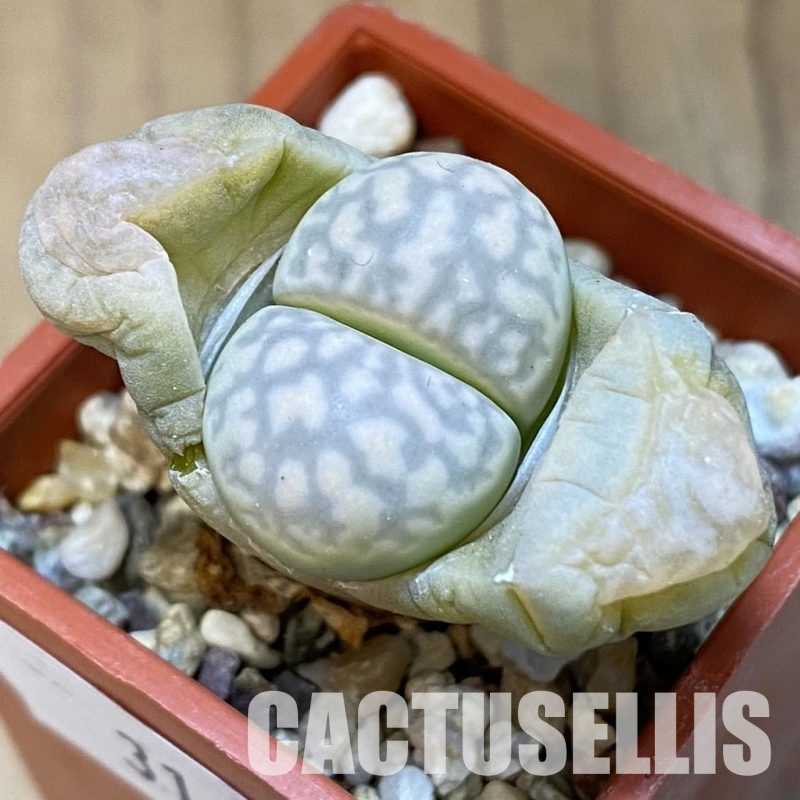 SH31454 Lithops marmorata v. elisae