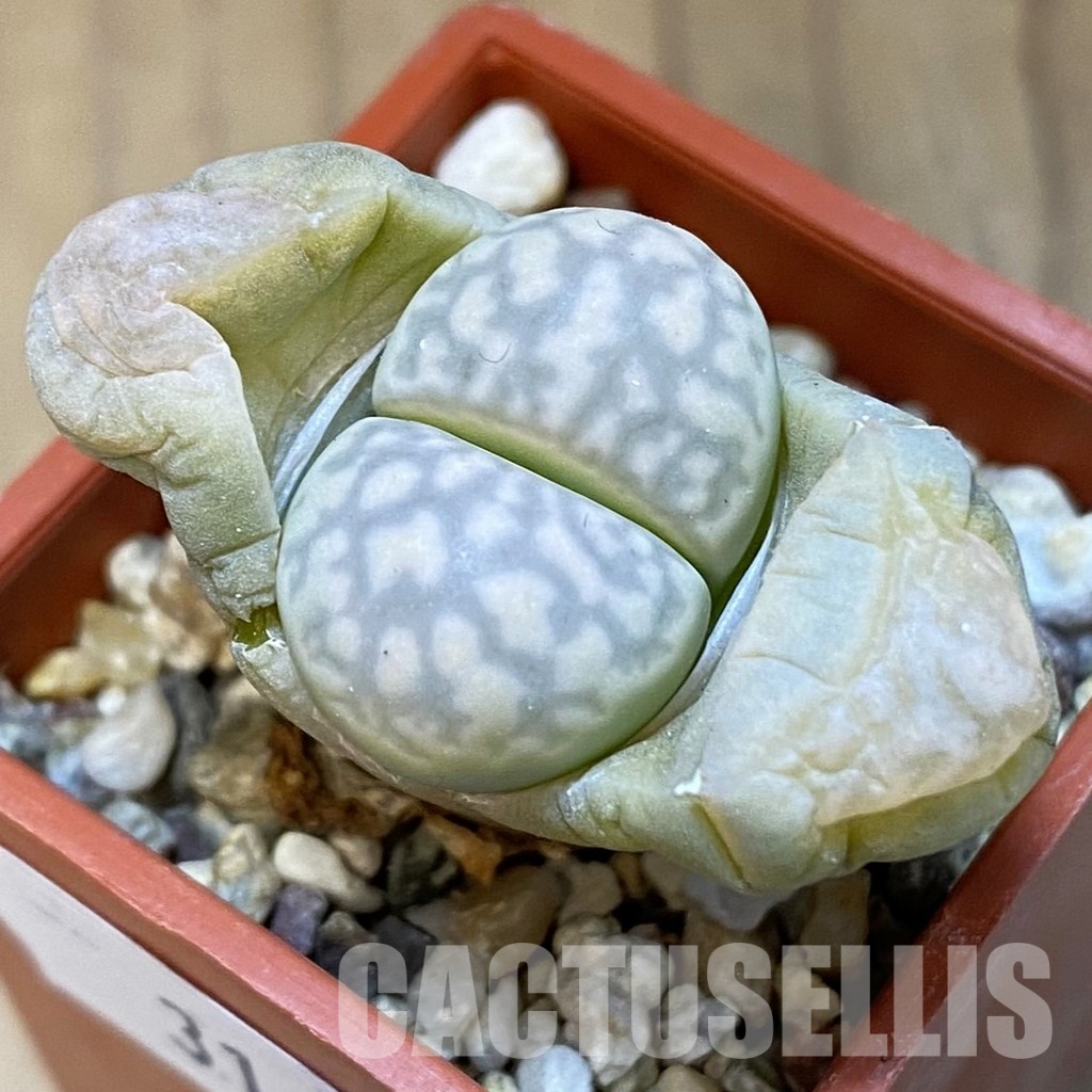 SH31454 Lithops marmorata v. elisae