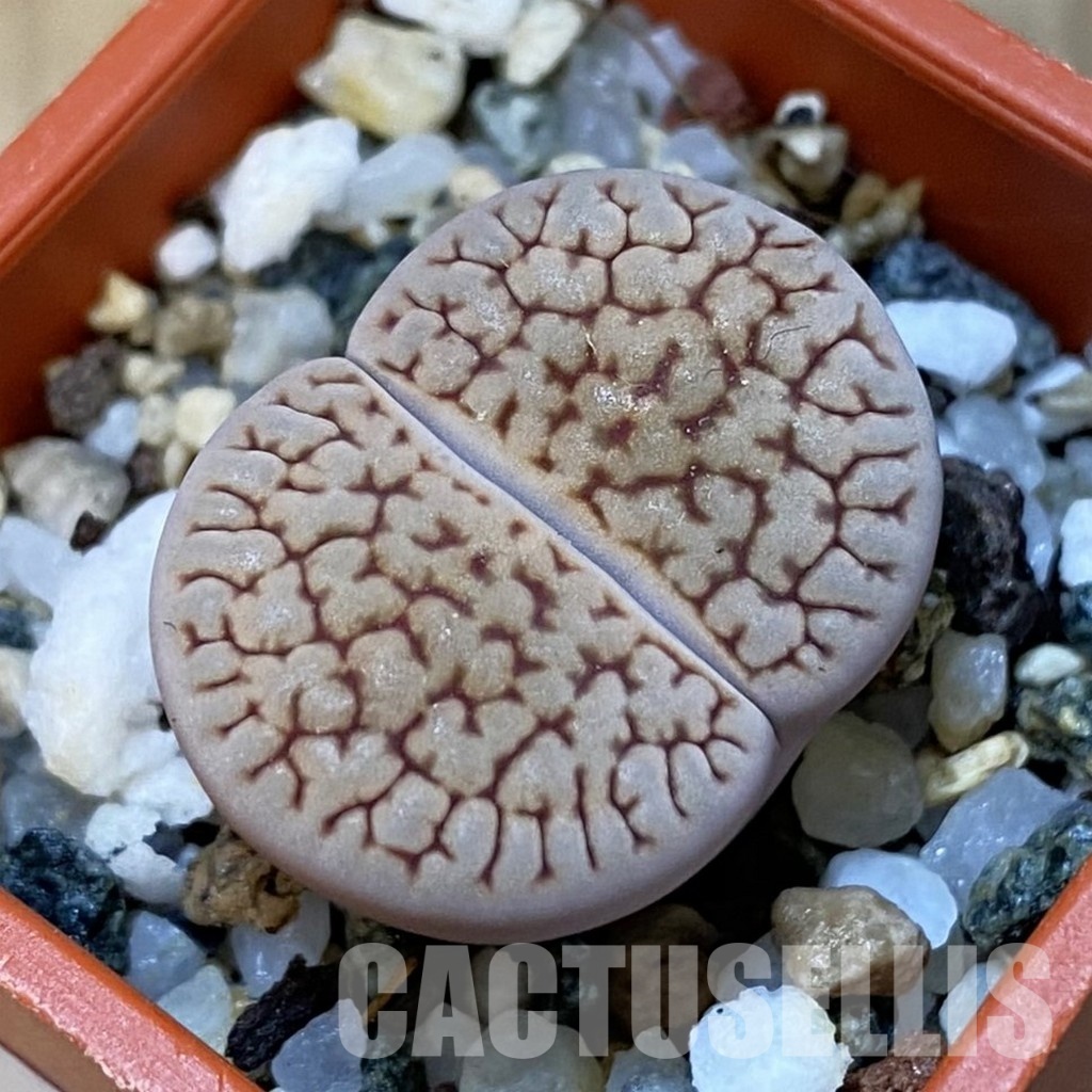 SH31455 Lithops hookeri ex. C091