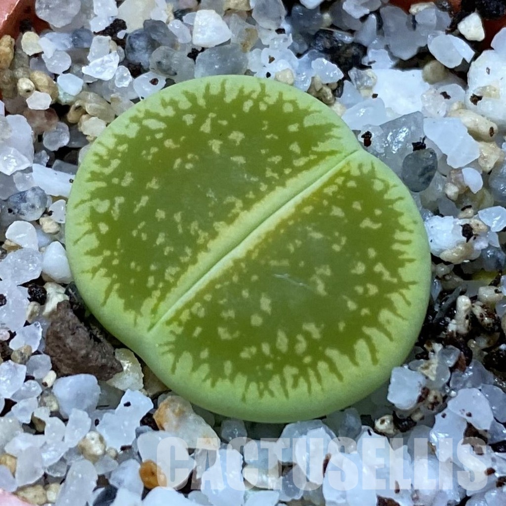 SH31456 Lithops aucampiae ‘Betty’s Beryl’ x aucampiae ‘Jackson's Jade’