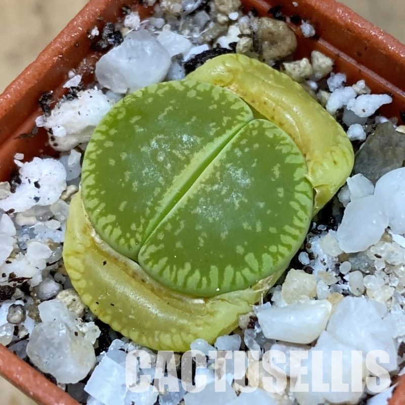 SH31457 Lithops aucampiae ‘Betty’s Beryl’ x aucampiae ‘Jackson's Jade’