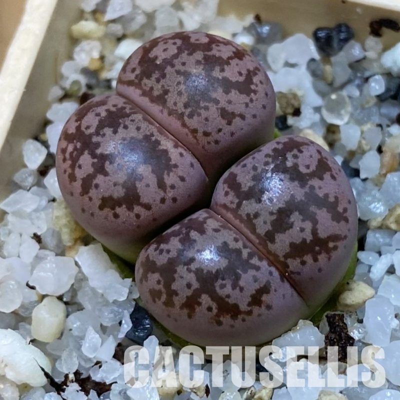 SH31458 Lithops coleorum