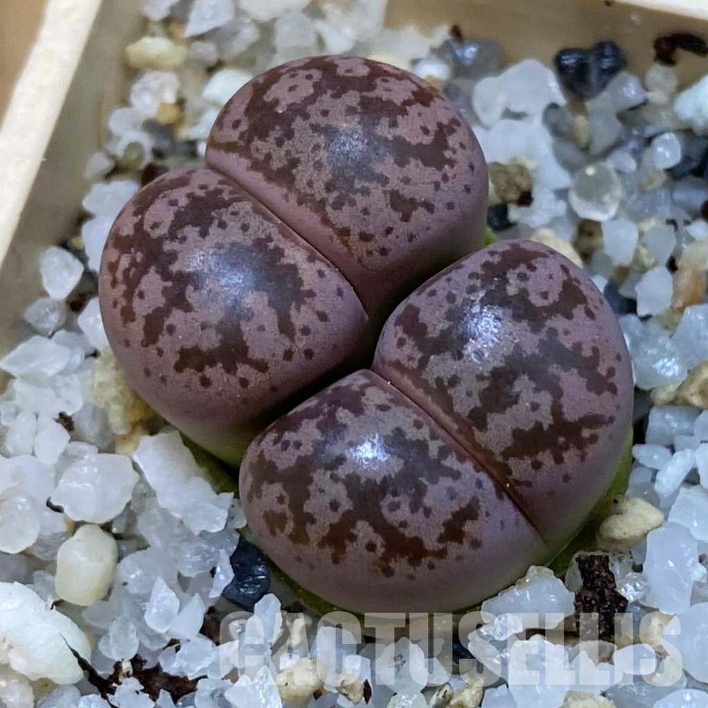 SH31458 Lithops coleorum