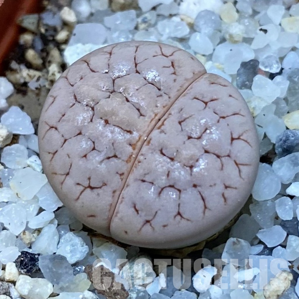 SH31459 Lithops gracilidelineata