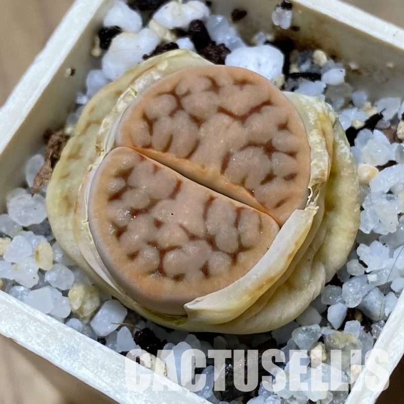 SH31442 Lithops karasmontana C168