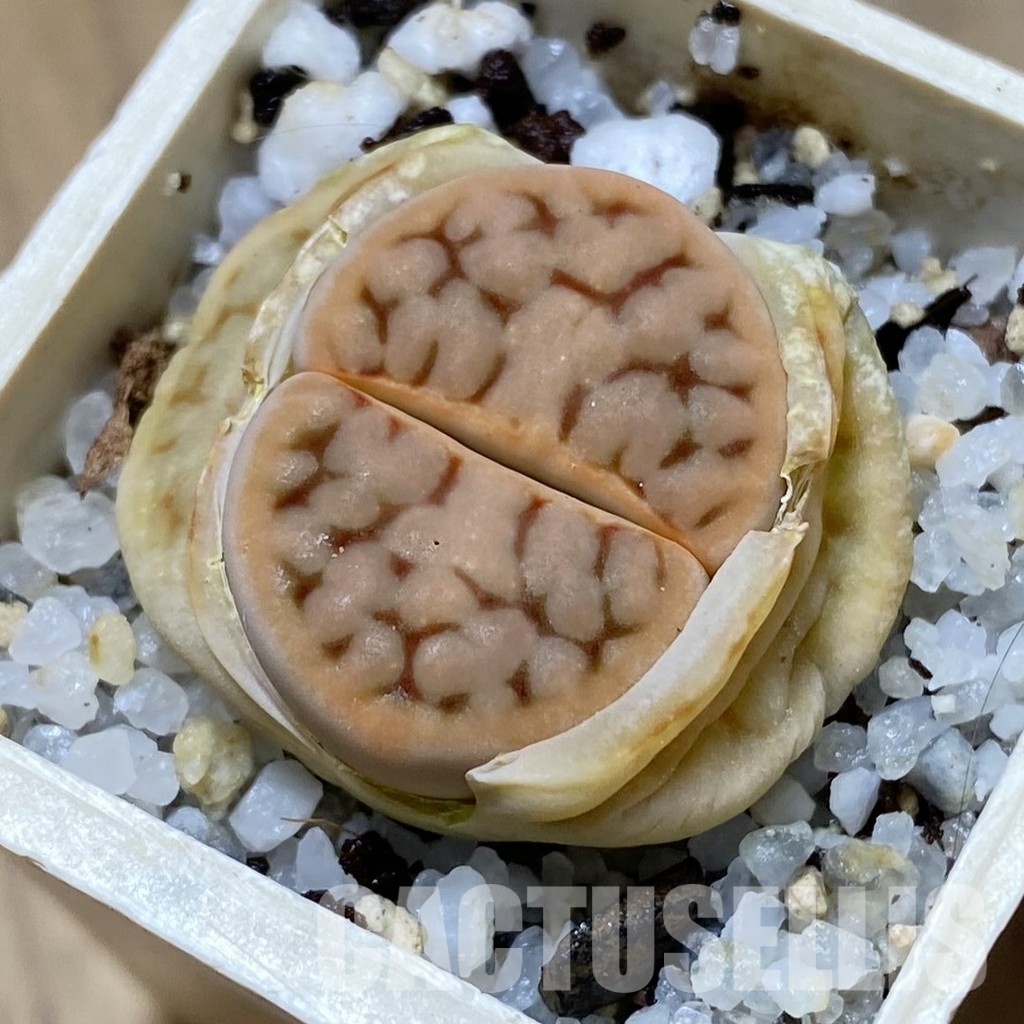 SH31442 Lithops karasmontana C168