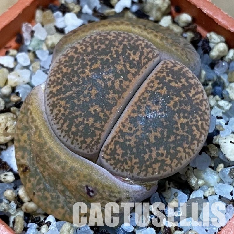 SH31461 Lithops lesliei v. minor