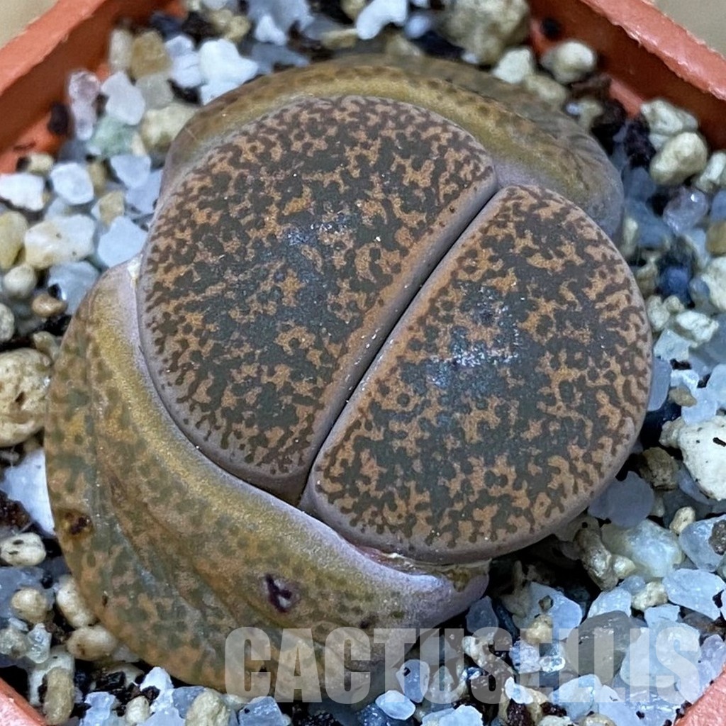 SH31461 Lithops lesliei v. minor