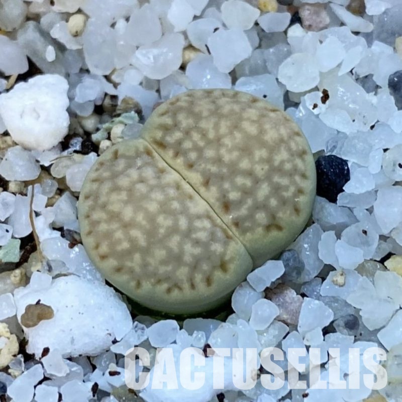 SH31462 Lithops julii ‘Kikushogiyoku’