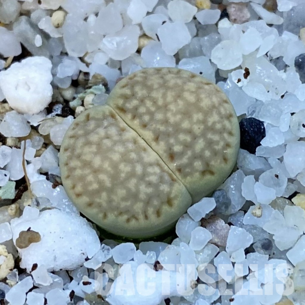 SH31462 Lithops julii ‘Kikushogiyoku’