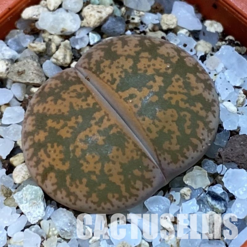 SH31463  Lithops lesliei C020