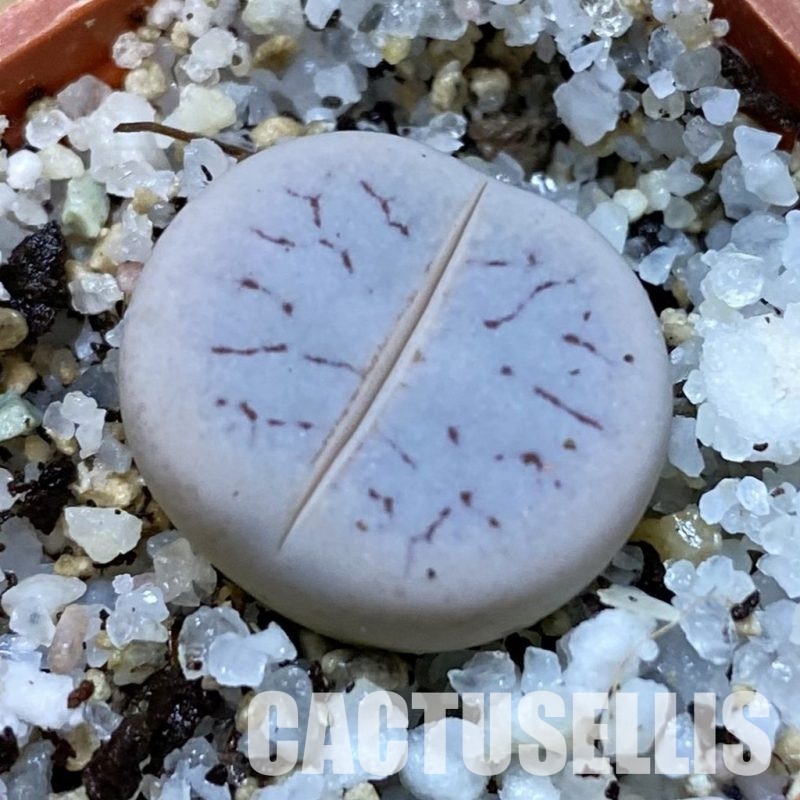 SH31464 Lithops pseudotruncatella v. volkii