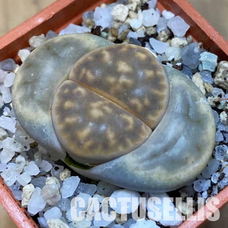 SH31465 Lithops karasmontana v. bella