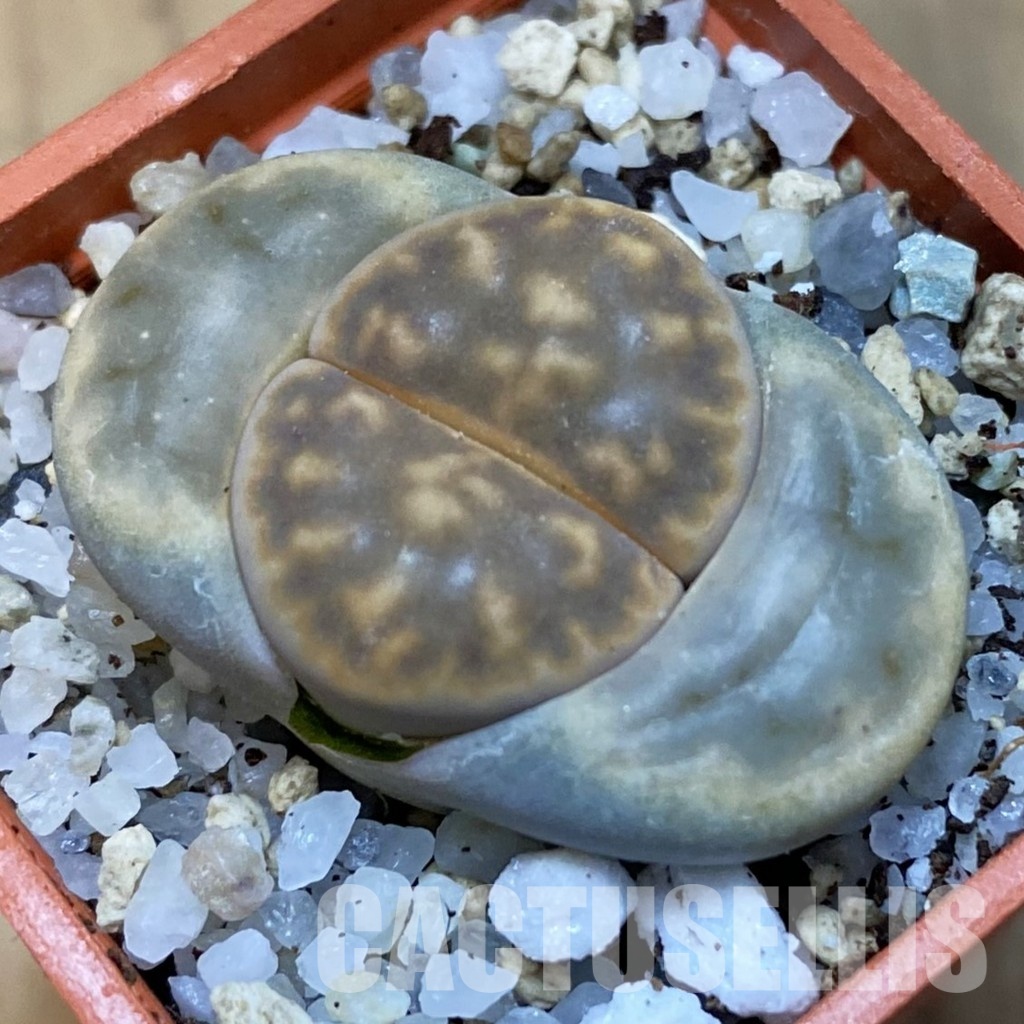 SH31465 Lithops karasmontana v. bella
