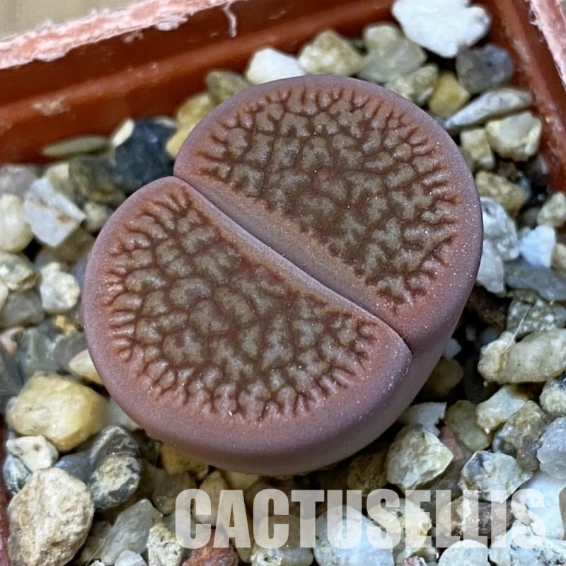 SH31466 Lithops hookeri