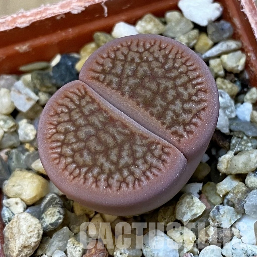 SH31466 Lithops hookeri