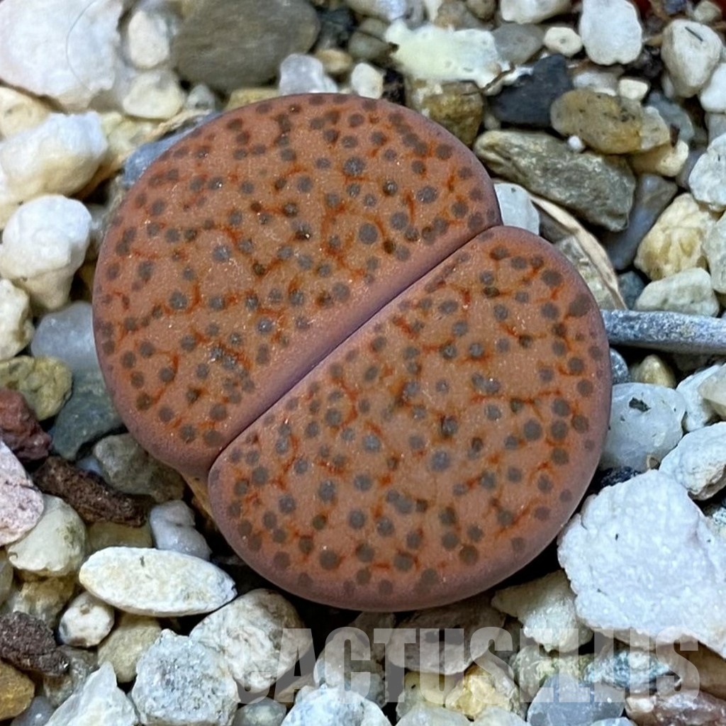 SH31467 Lithops fulviceps C278