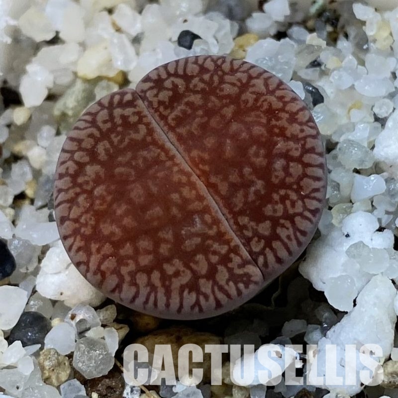 SH31469 Lithops aucampiae v. euniceae LMP 4