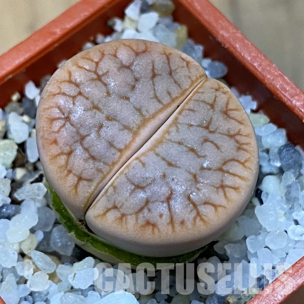 SH31470 Lithops gracilidelineata C 309