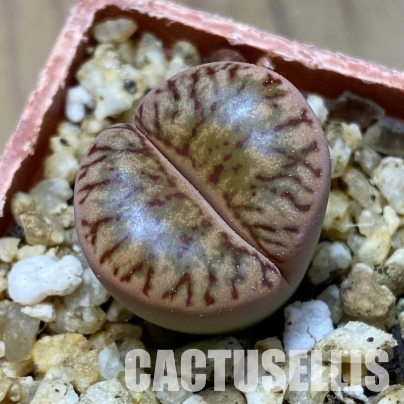 SH31443 Lithops bromfieldii 'Coral'