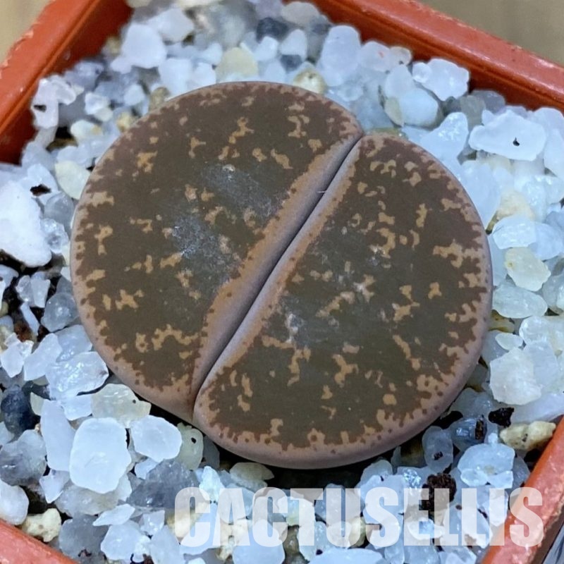 SH31471 Lithops lesliei