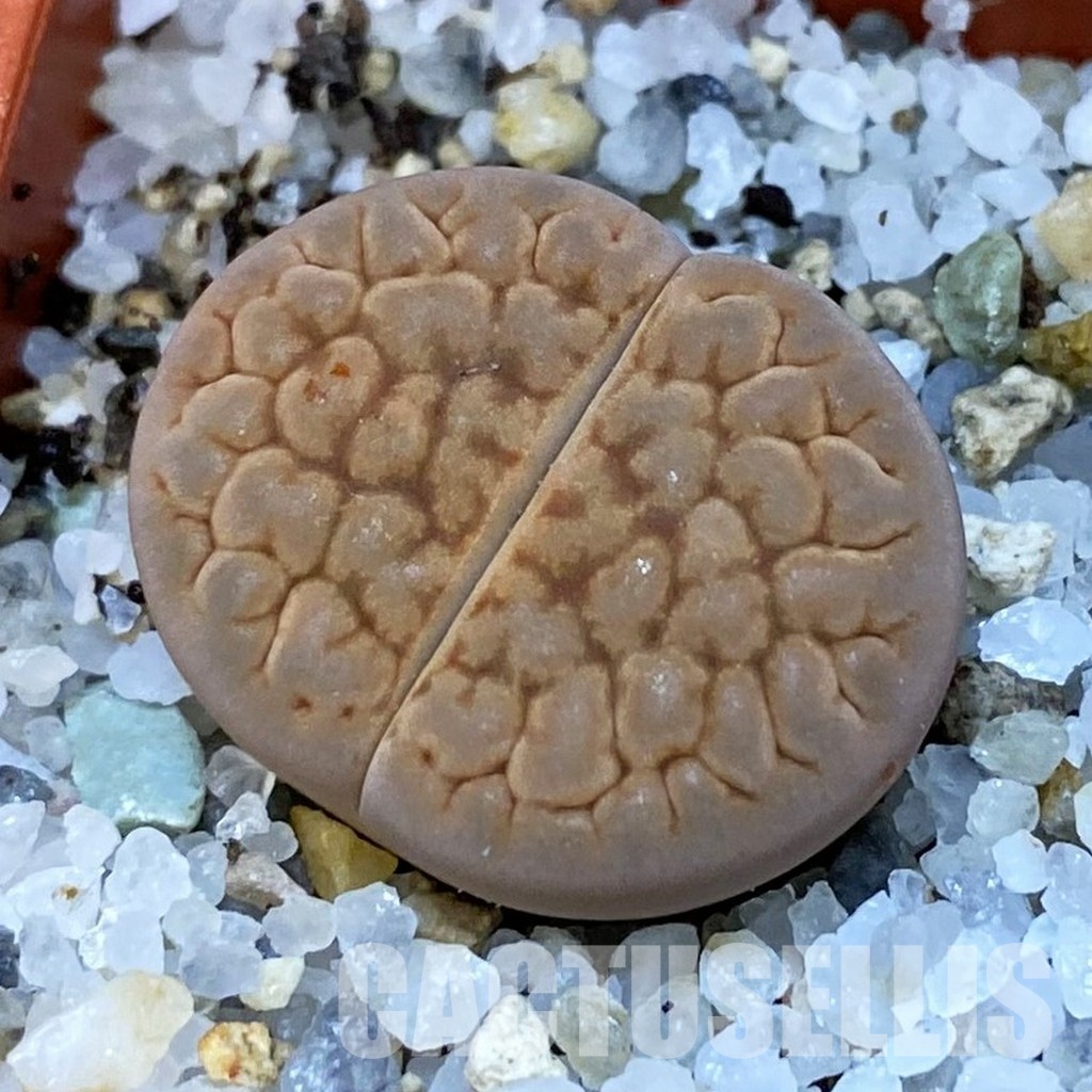 SH31472 Lithops hookeri v. lutea C 038
