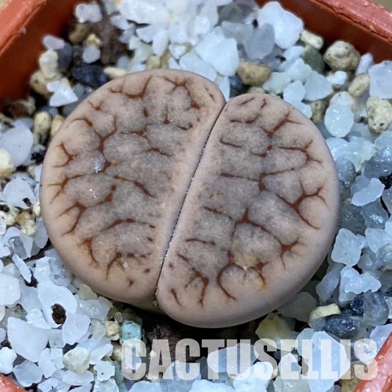 SH31473 Lithops gracilidelineata