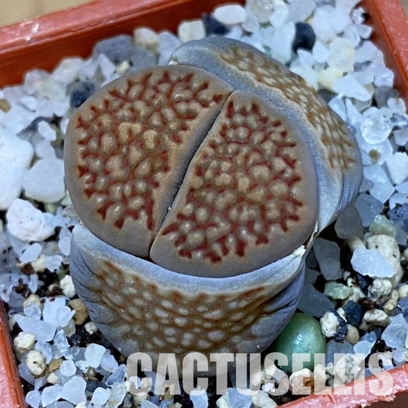 SH31474 lithops hallii C 174