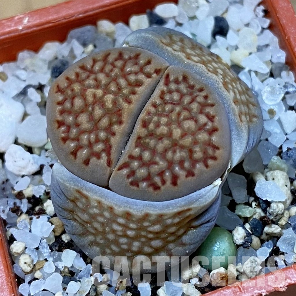 SH31474 lithops hallii C 174
