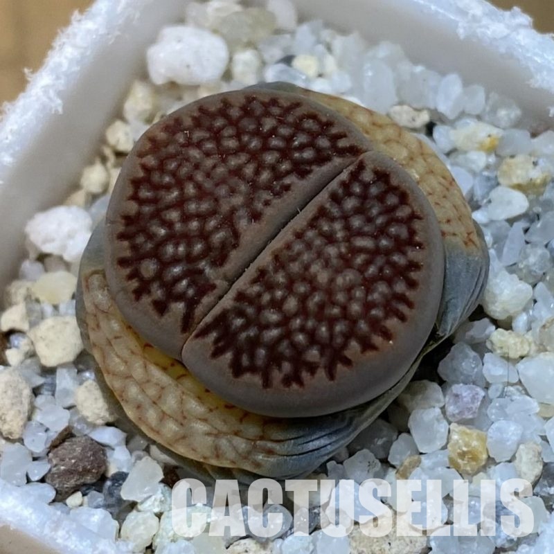 SH31475 lithops hallii C 174
