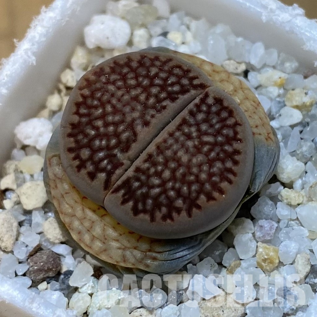 SH31475 lithops hallii C 174