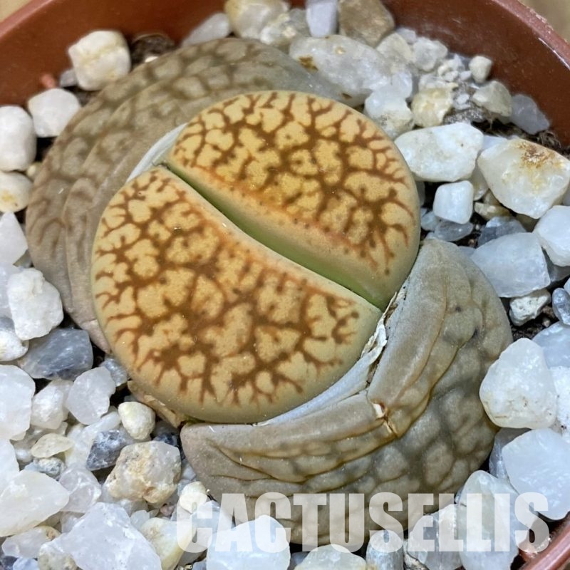 SH31476 Lithops gesineae