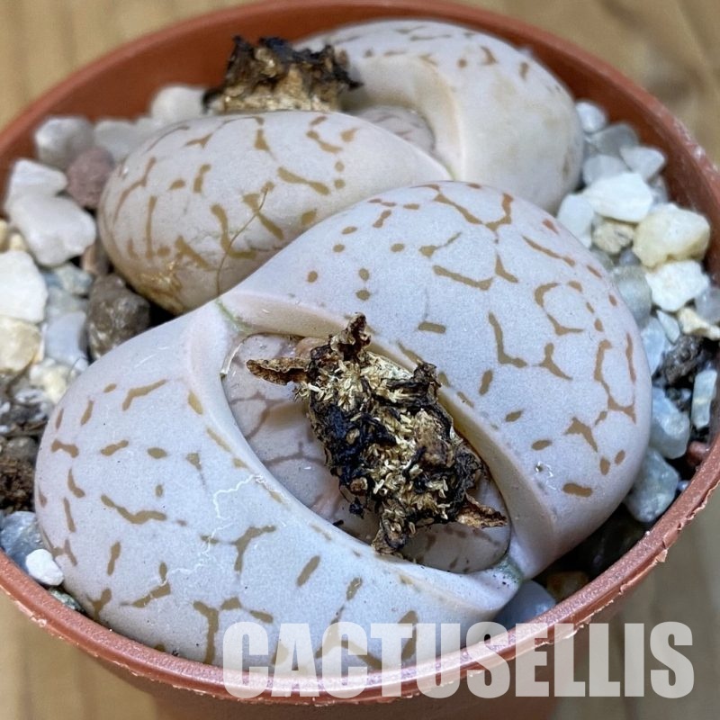 SH31477 Dinteranthus vanzylii