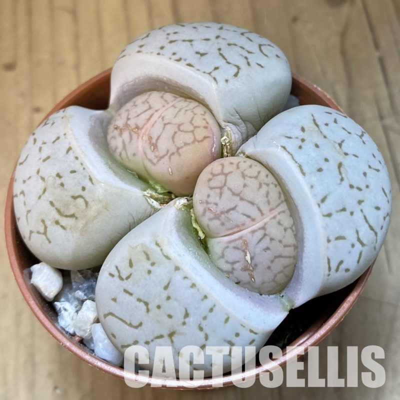 SH31478 Dinteranthus vanzylii