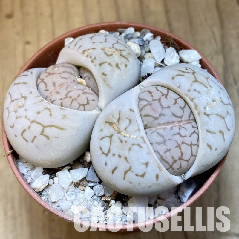 SH31479 Dinteranthus vanzylii