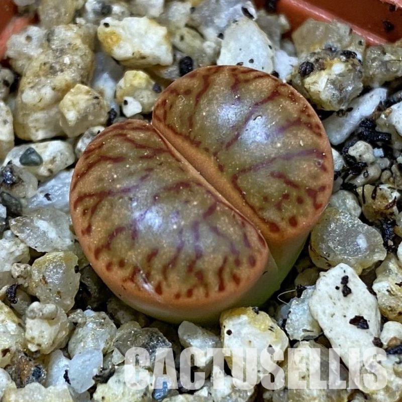 SH31444 Lithops bromfieldii 'Coral'