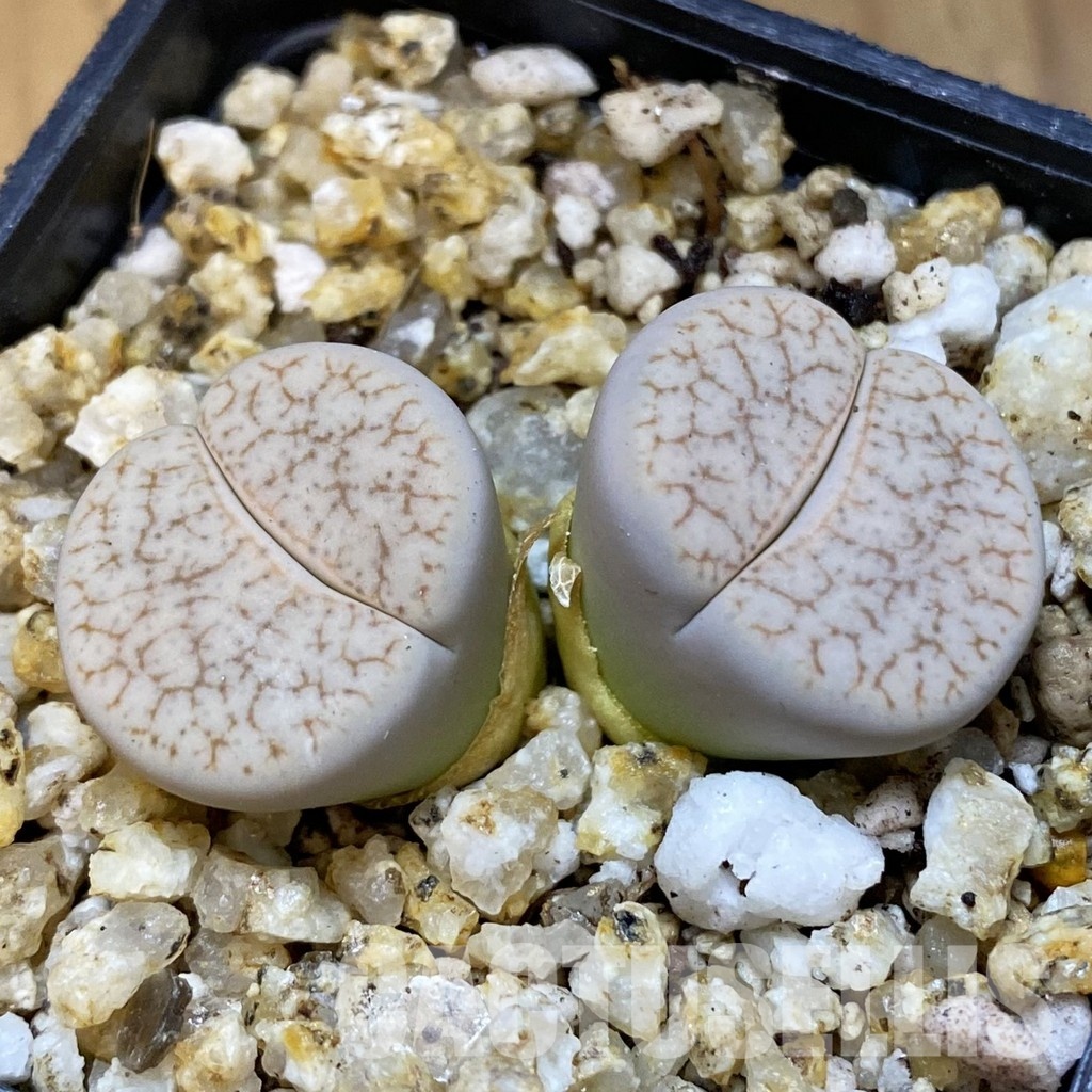 SH31480 Lithops pseudotruncatella - Image 2