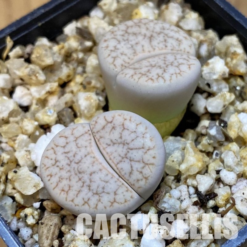 SH31480 Lithops pseudotruncatella