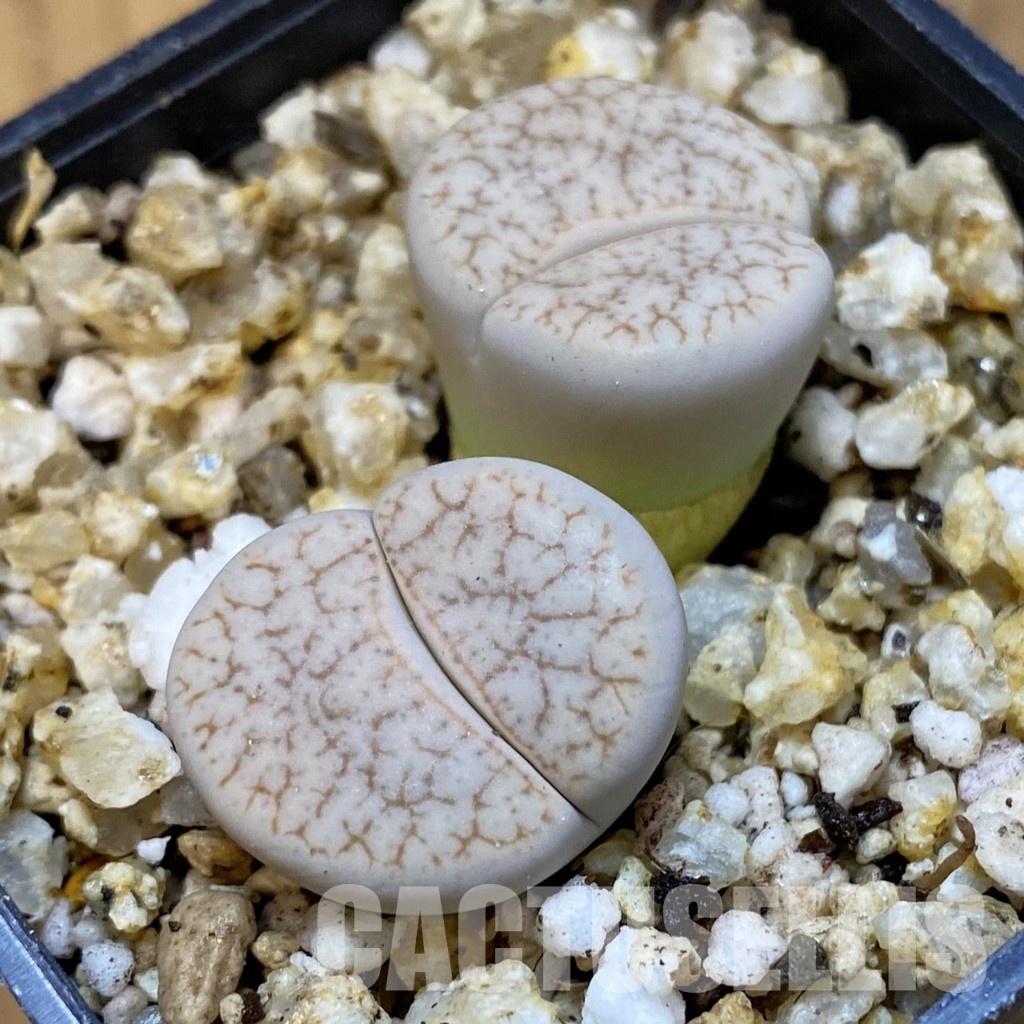SH31480 Lithops pseudotruncatella