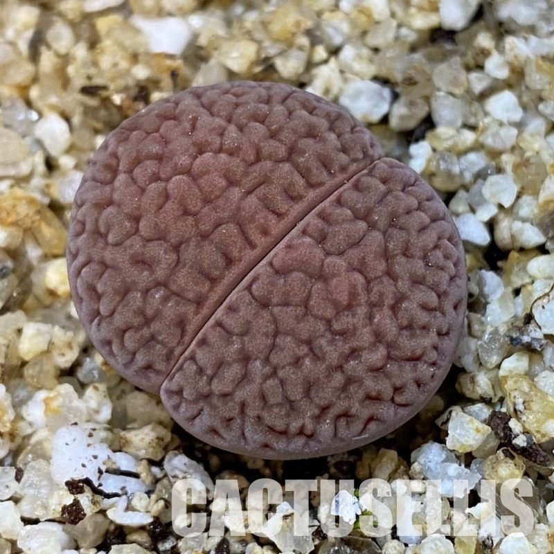 SH31481 Lithops hookeri v. marginata