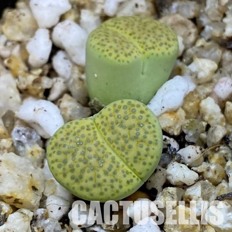 SH31482 Lithops fulviceps v. aurea